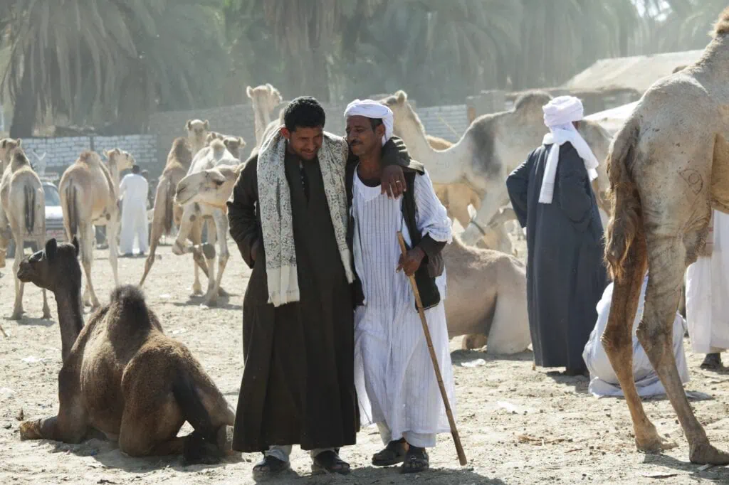Bedouin trader in traditional clothing evaluating camels at a traditional market