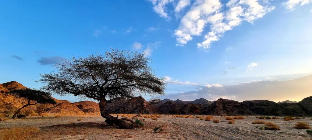 Desert landscape with rocky terrain and open plains in Wadi el Gemal National Park, Marsa Alam