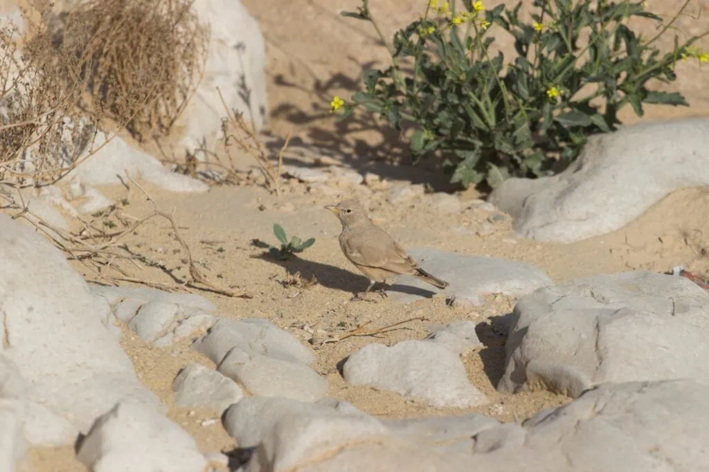 Desert lark at Wadi Degla Protectorate