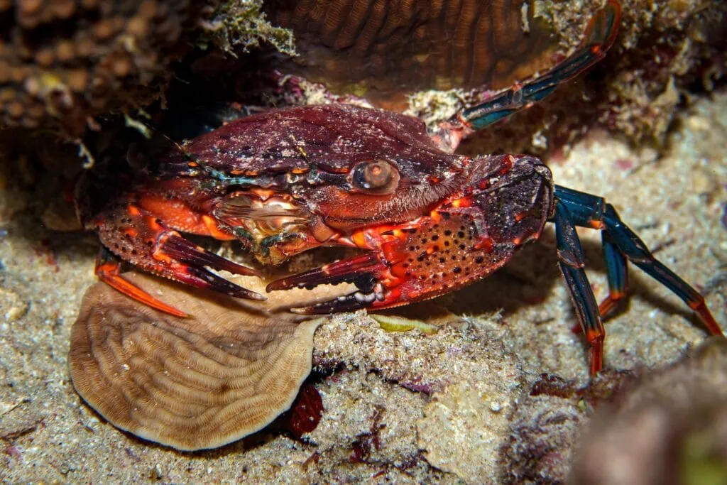 Close-up of a crab on a coral reef during a night dive in the Red Sea, Marsa Alam