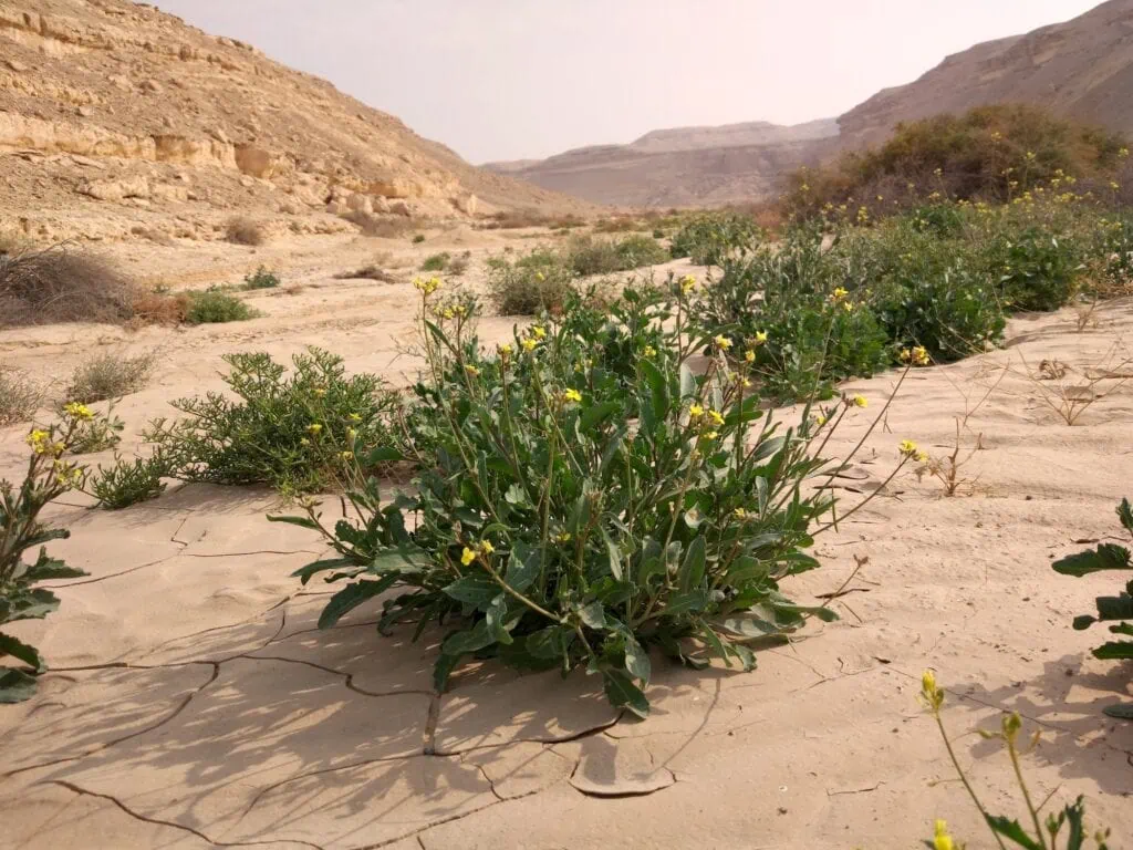 Diplotaxis plant growing among rocky desert terrain at Wadi Degla Protectorate