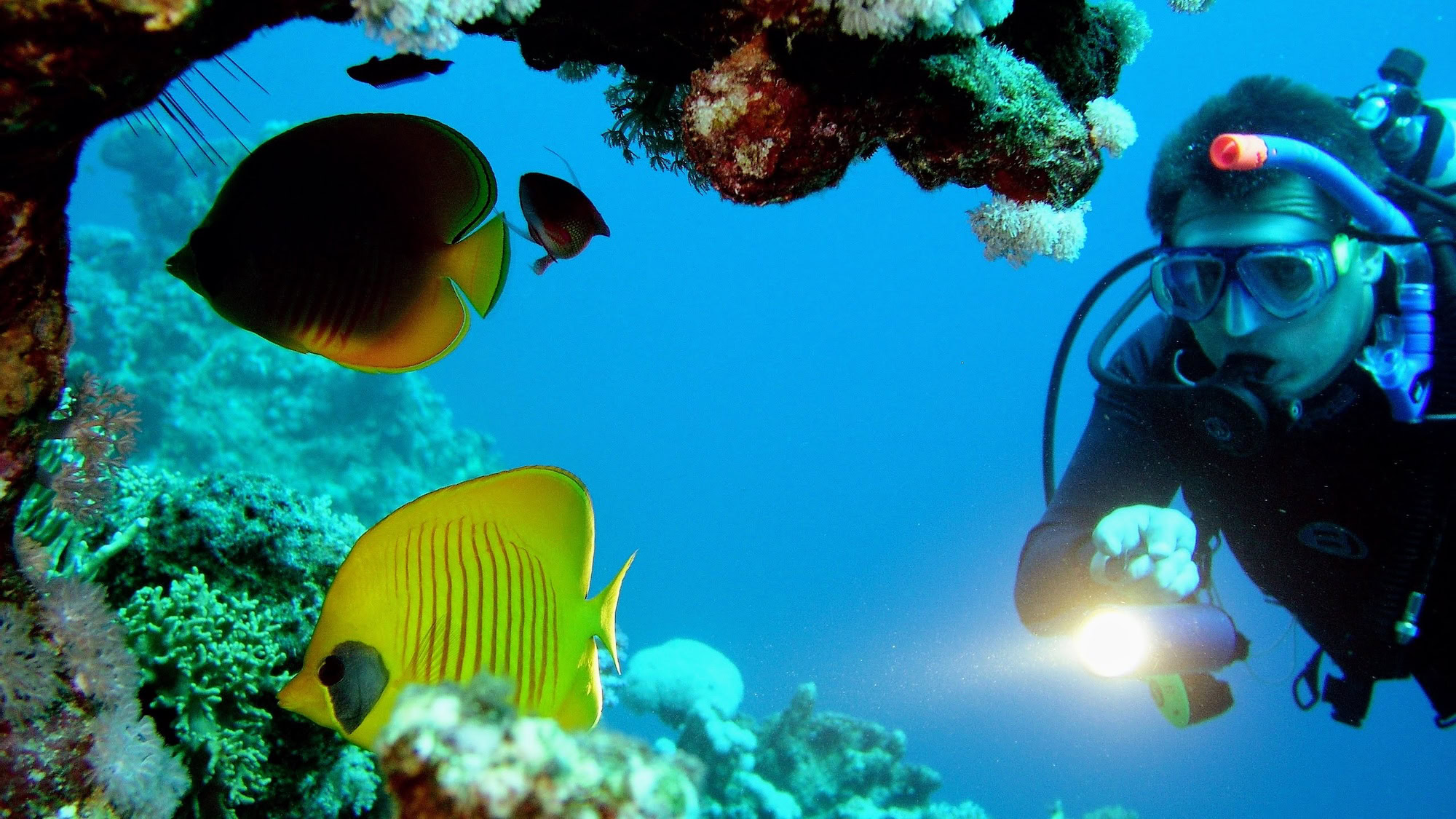 Mergulhador explorando recife de coral no Mar Vermelho com peixes tropicais