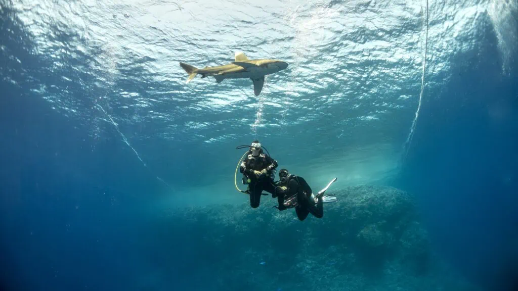 Divers swimming near an oceanic whitetip shark beneath a boat at Elphinstone Reef, Marsa Alam