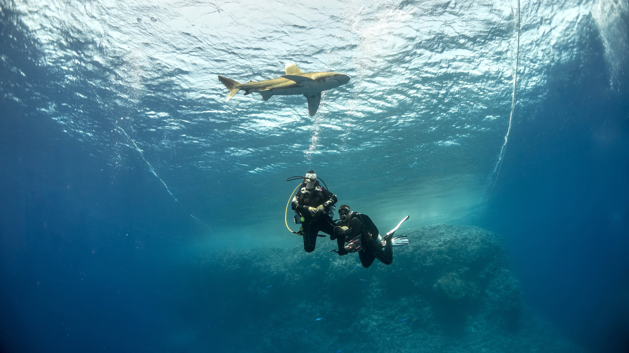 Two divers swimming underwater near an oceanic whitetip shark at Elphinstone Reef