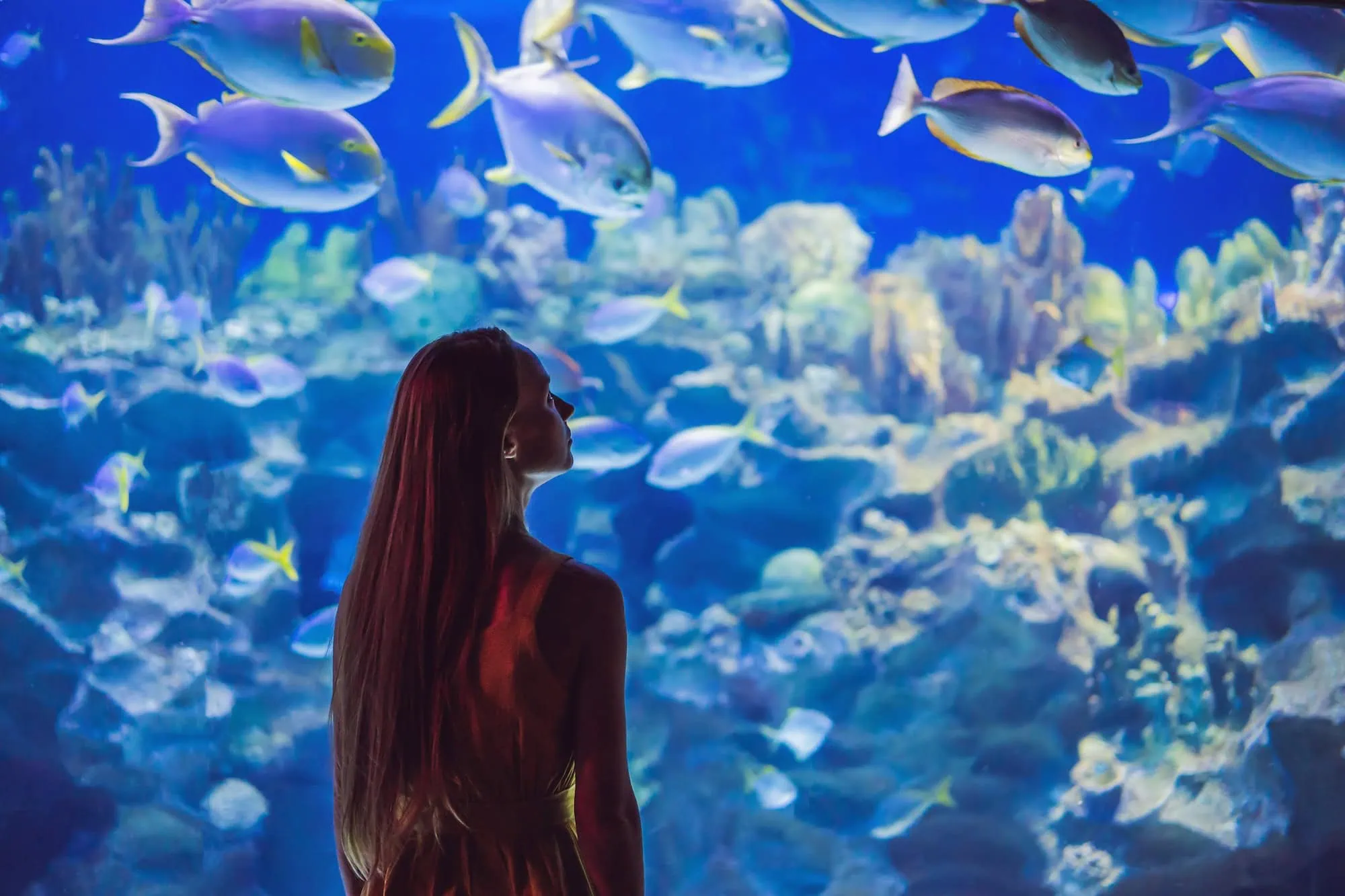 Woman viewing tropical fish in large aquarium tank at Dubai Aquarium