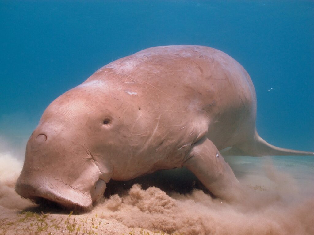 Dugong feeding on seagrass, Marsa Alam, Red Sea