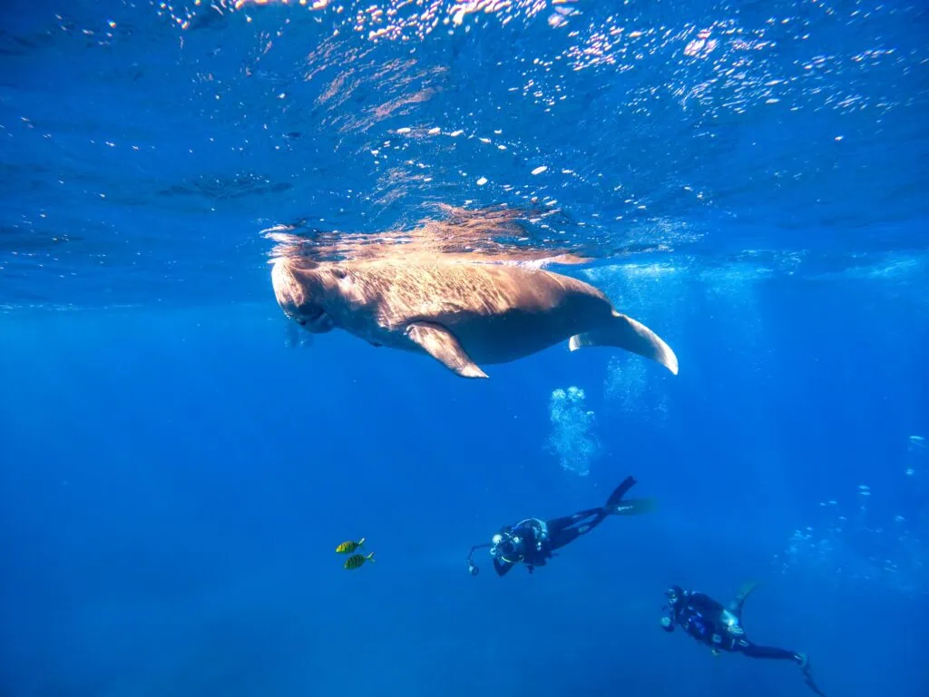 Dugong swimming near the ocean surface with divers observing nearby in the Red Sea, Marsa Alam