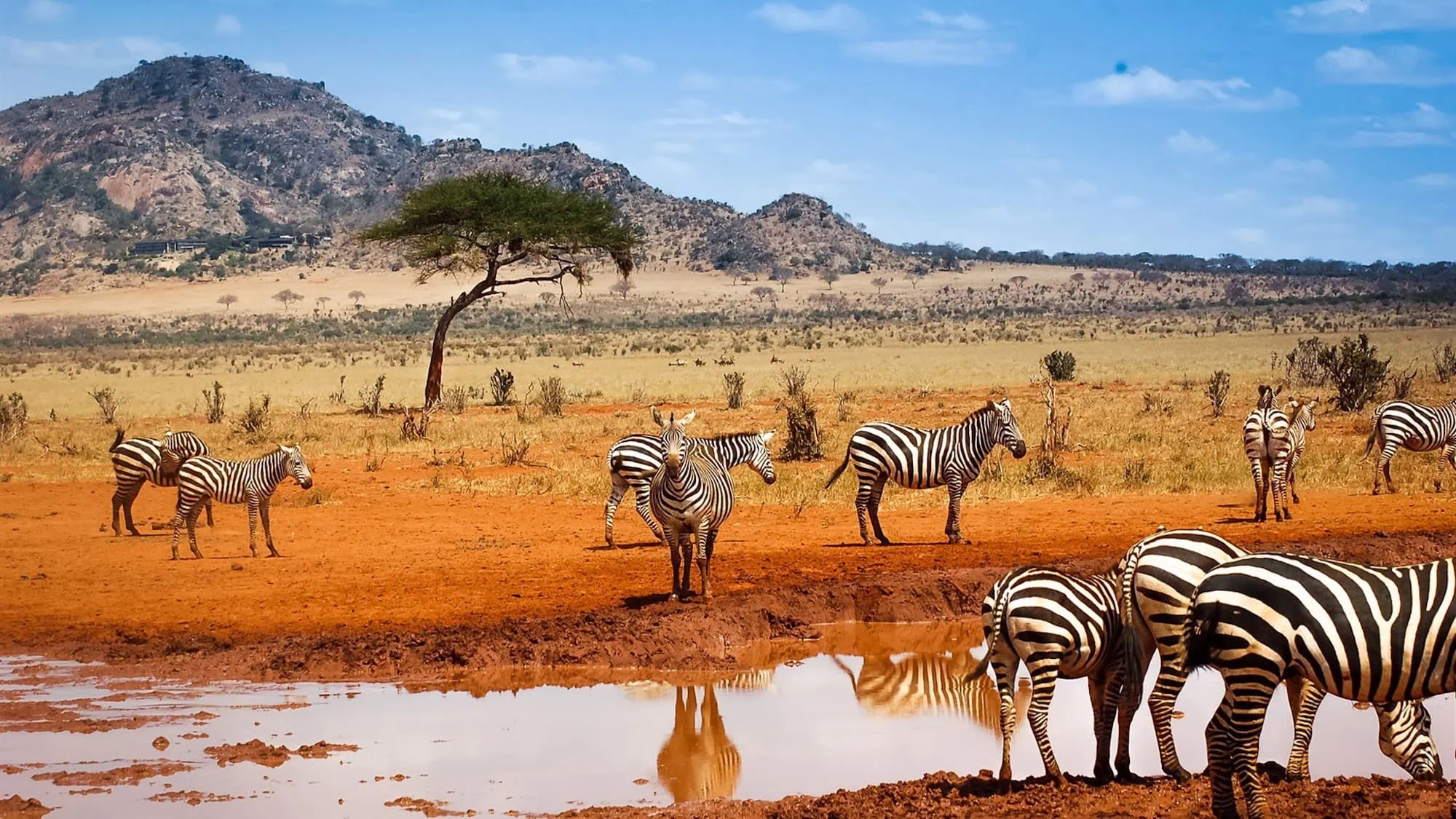 Zebras gathering at a water hole in the East African savanna with acacia trees