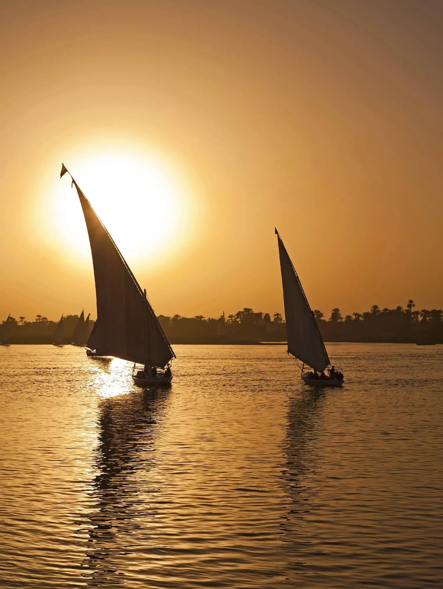 Traditional felucca sailboats on the Nile River at sunset in Egypt