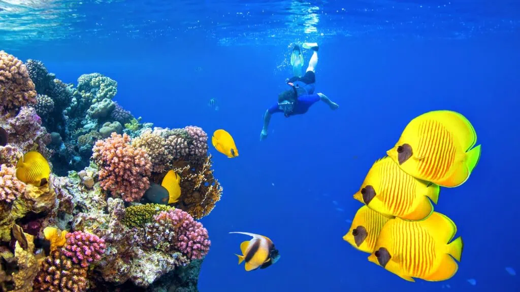 Scuba diver and school of tropical fish on a Red Sea coral reef
