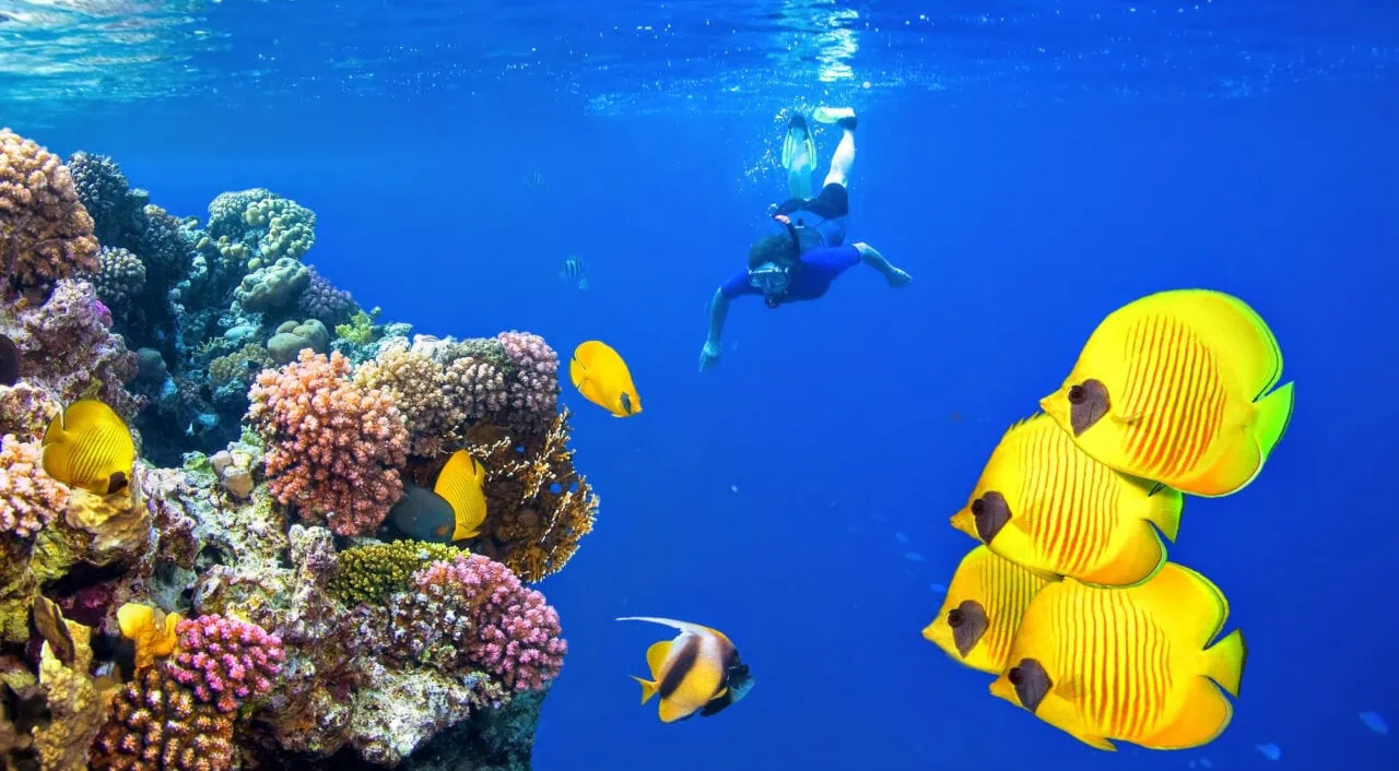 Scuba diver and school of tropical fish on a Red Sea coral reef