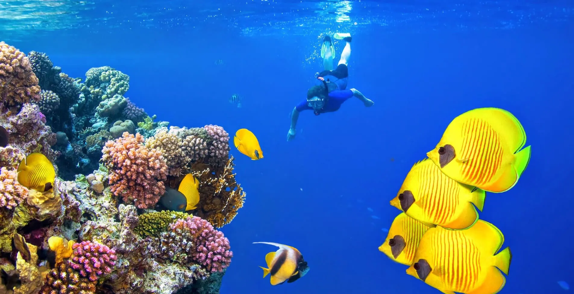 Female Scuba Diver and School of Tropical Fish on Red Sea coral reef
