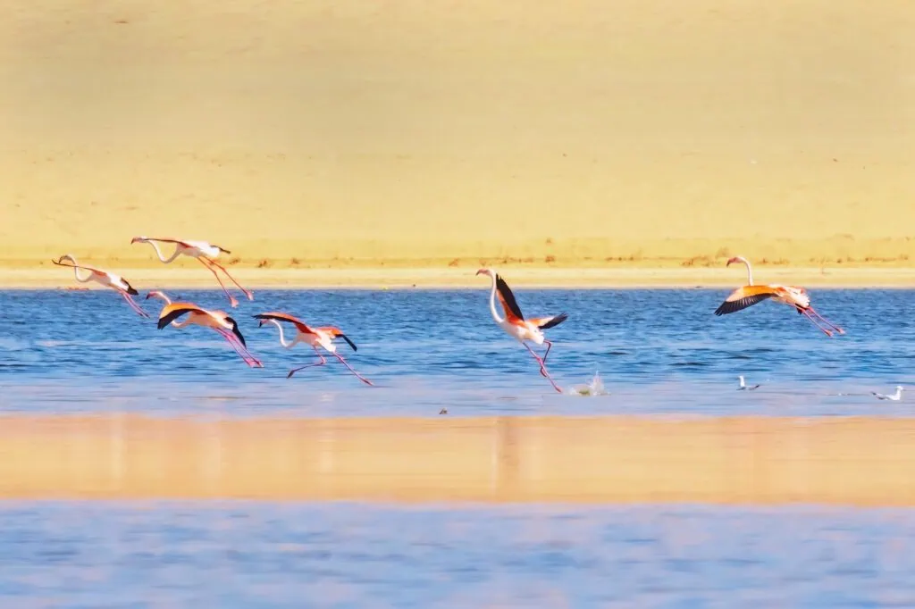 Flamingos flying in formation above the shallow waters of Lake Qarun with reeds and shoreline below, Fayoum
