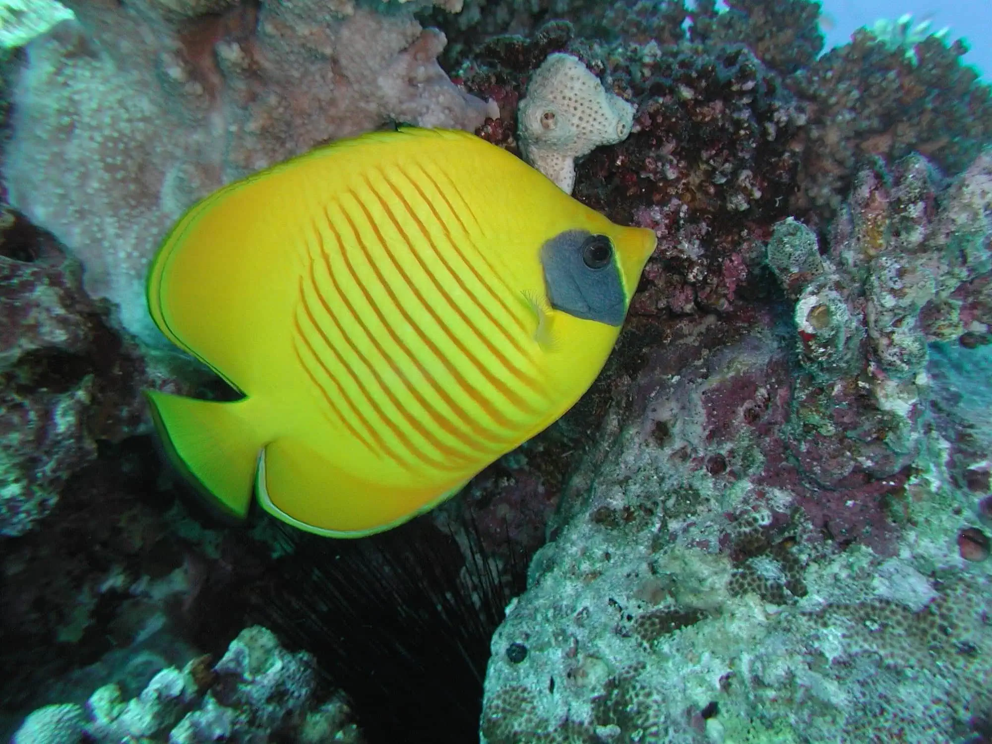 Colorful butterflyfish swimming near vibrant coral reef underwater