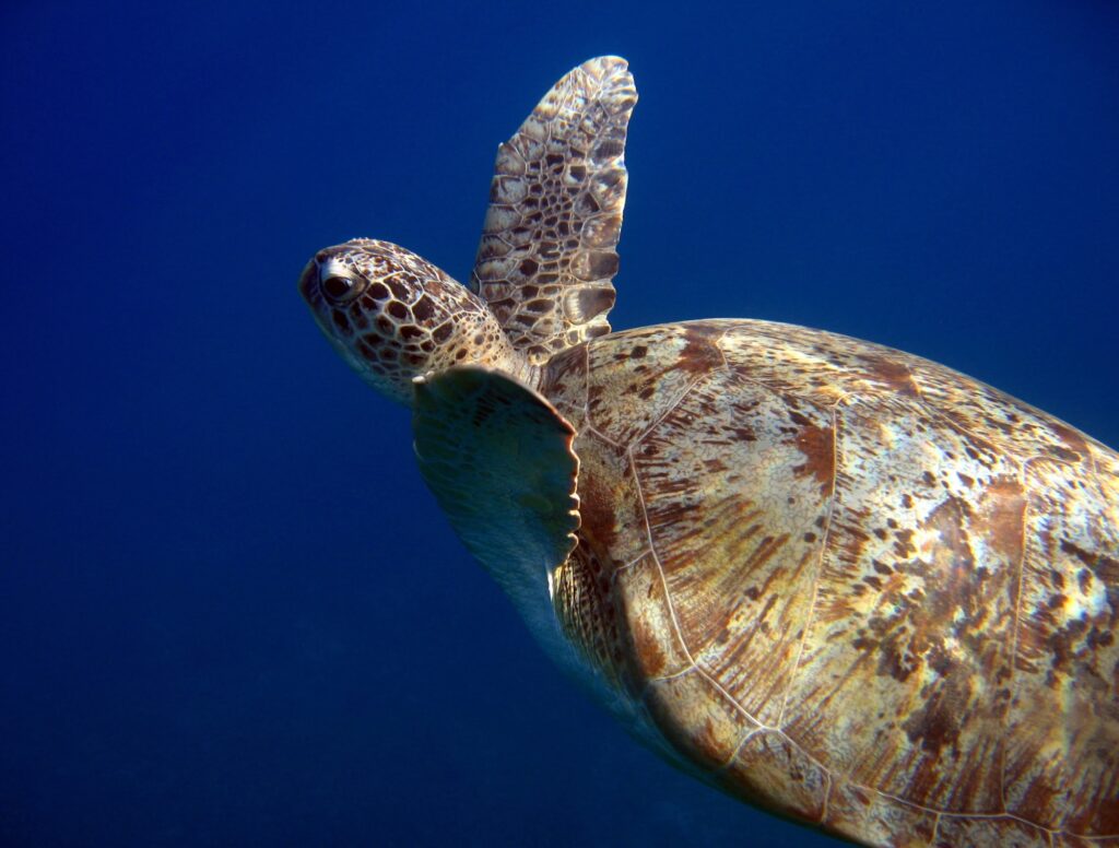 Green turtle swimming, Naama Bay