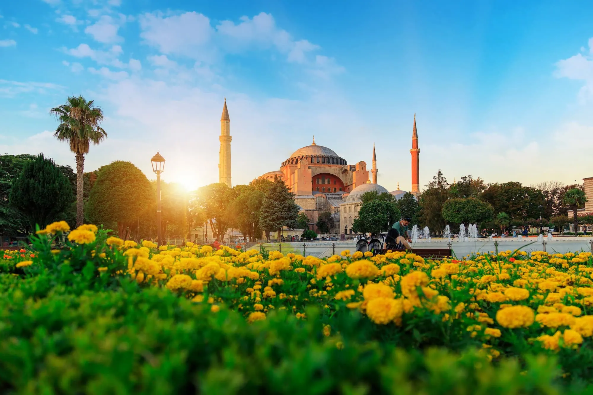 Hagia Sophia mosque viewed through Sultanahmet Park with yellow dahlia flowers in foreground