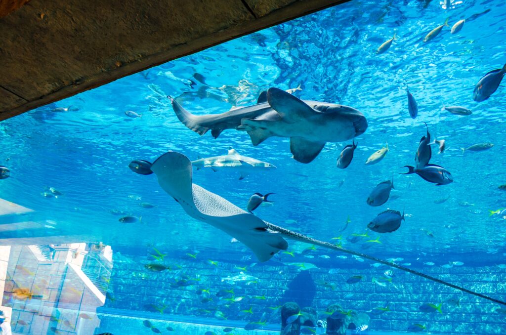 Interior of Dubai Waterslides at Aquaventure Waterpark