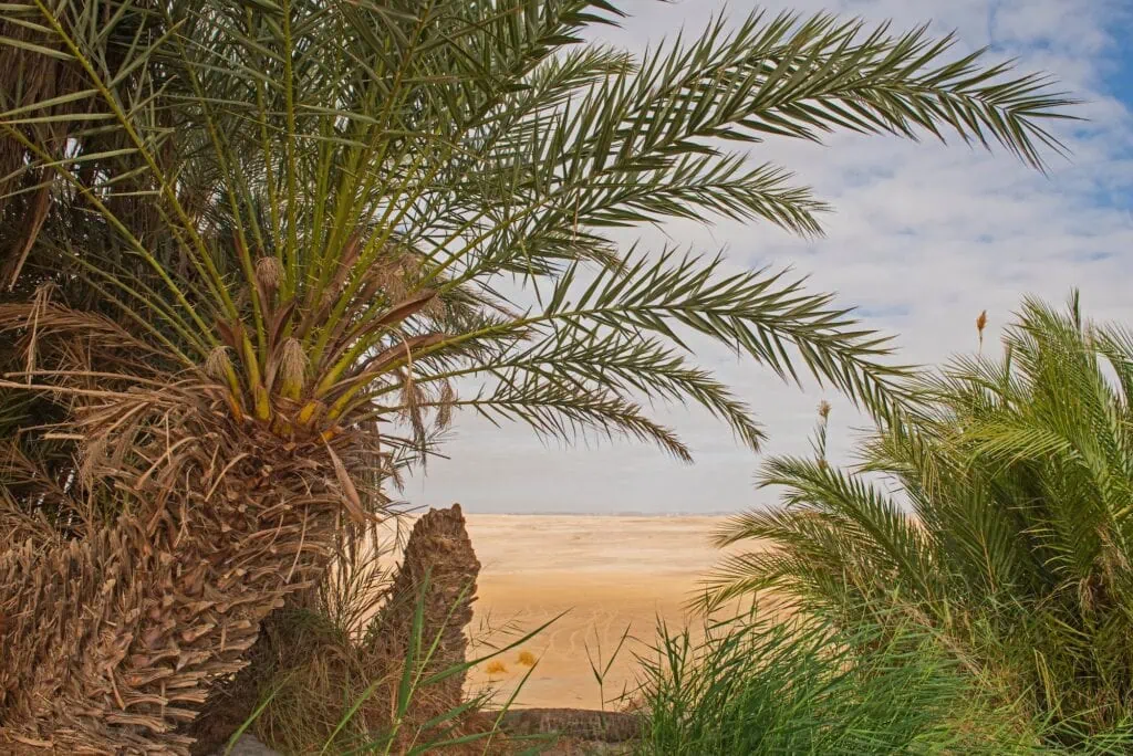 A desolate Western Desert landscape with open sand, rock formations, and a solitary palm tree near Farafra Oasis, Farafra