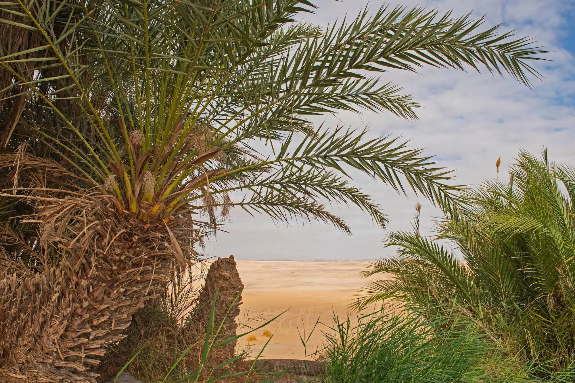 Farafra Oasis with palm trees and vast desert plains in Egypt's Western Desert