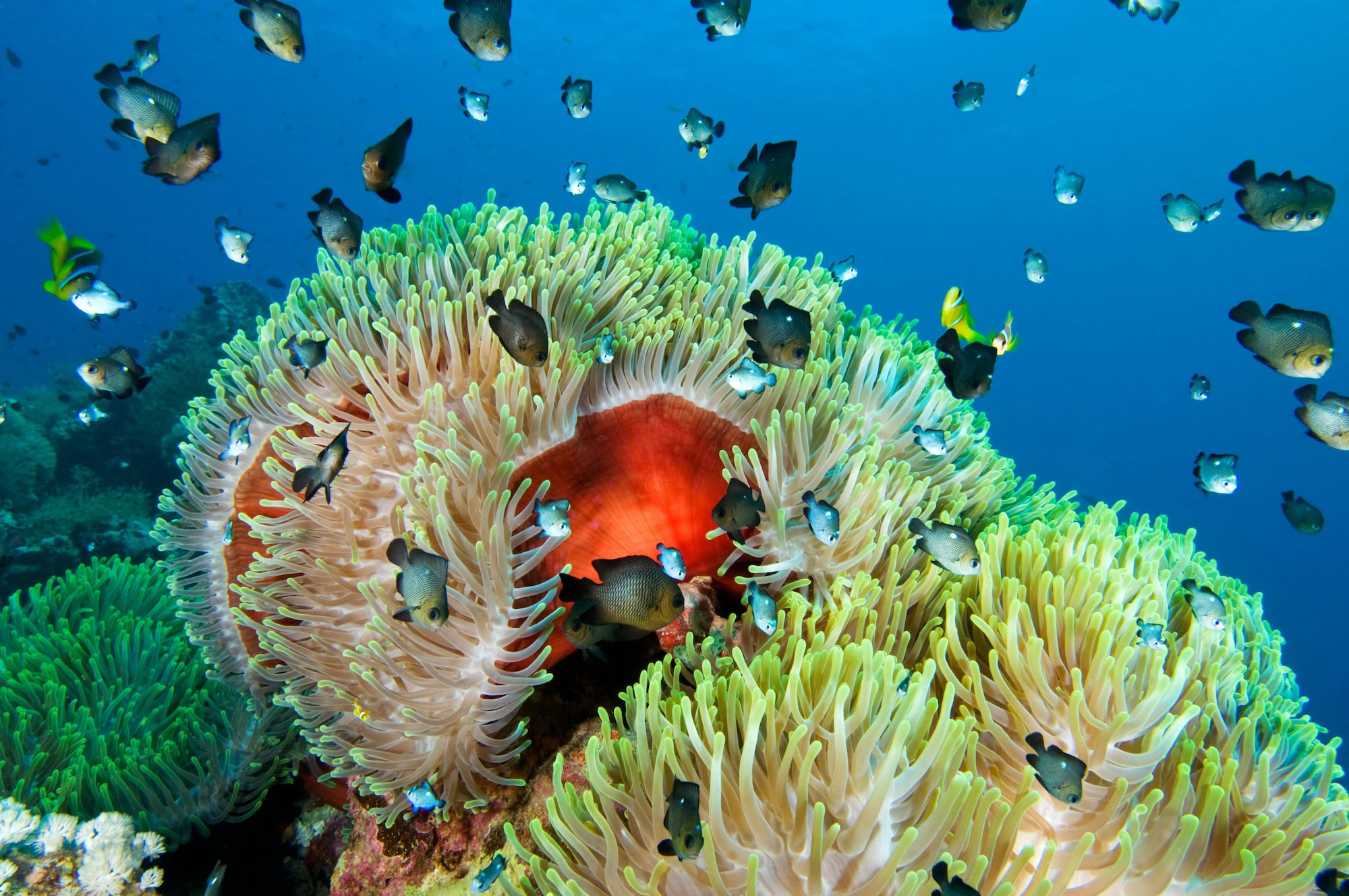 Vibrant coral reef with sea anemone, clownfish and tropical marine life underwater