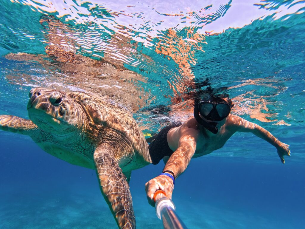 Man snorkeling with big adult green sea turtle in blue water of exotic tropics paradise in Red Sea. Marsa Alam