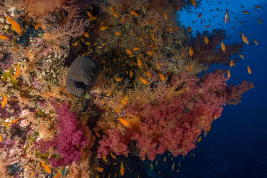 Maray Eel among soft corals. Ras Muhammad National Park Red Sea Sinai Penninsula