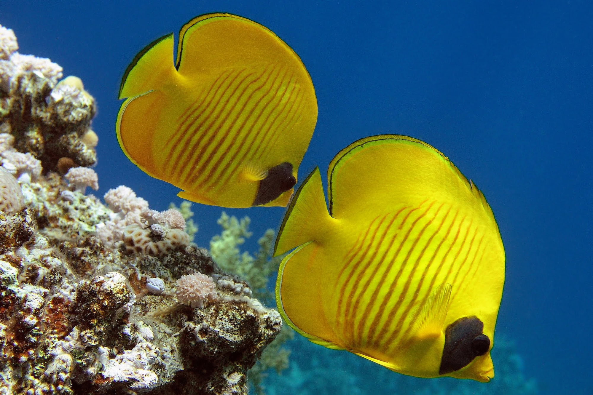 Butterflyfish swimming around vibrant coral reef underwater in tropical waters
