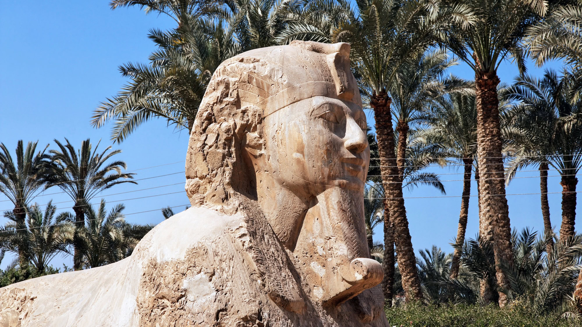 Estátua de esfinge egípcia antiga de pedra com palmeiras ao fundo