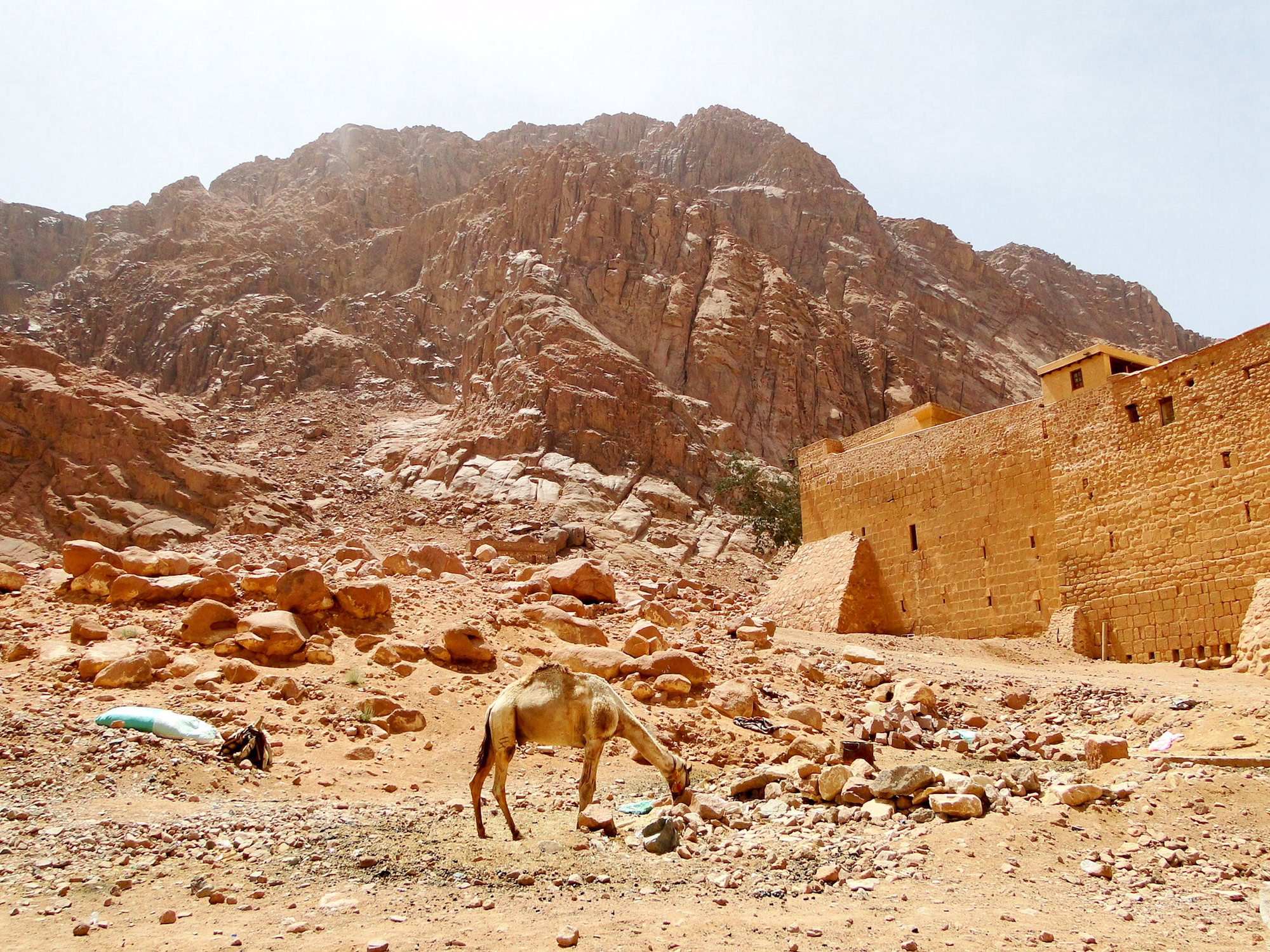 Historic St. Catherine's Monastery in desert landscape with mountains and camel