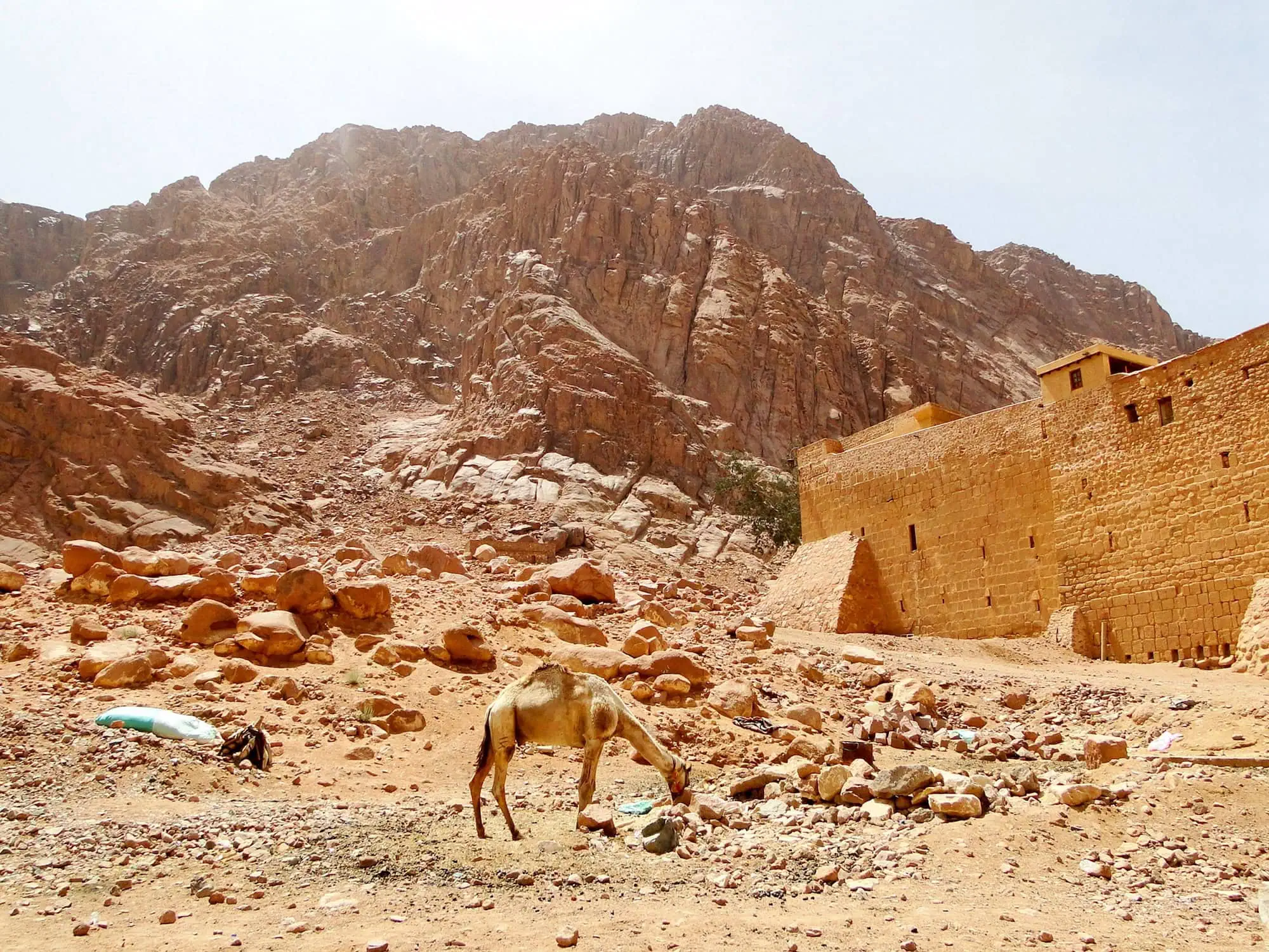 Historic St. Catherine's Monastery in desert landscape with mountains and camel