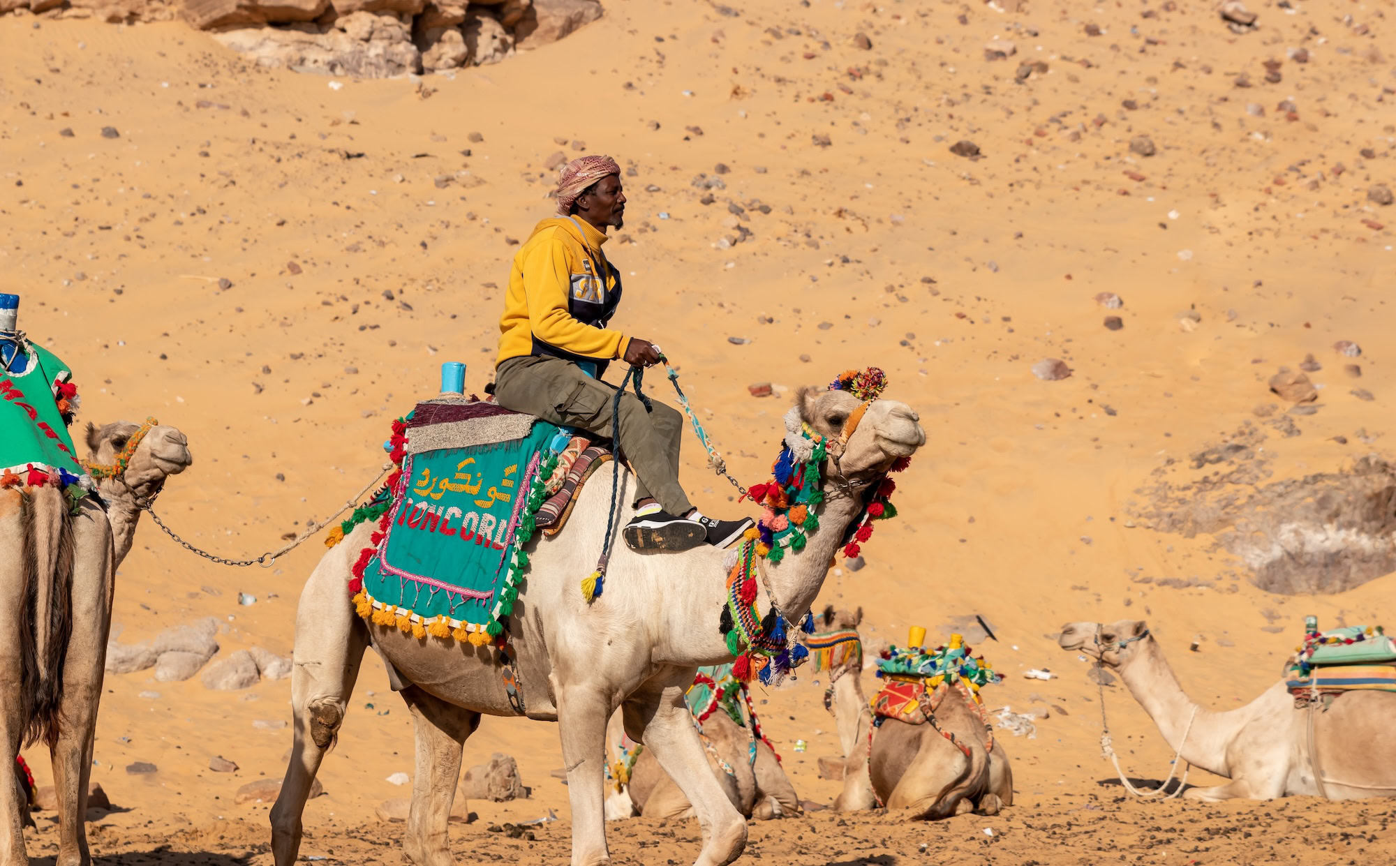 Nubian village egyptian man with turban on camelback riding in the desert with traditional colorful saddle