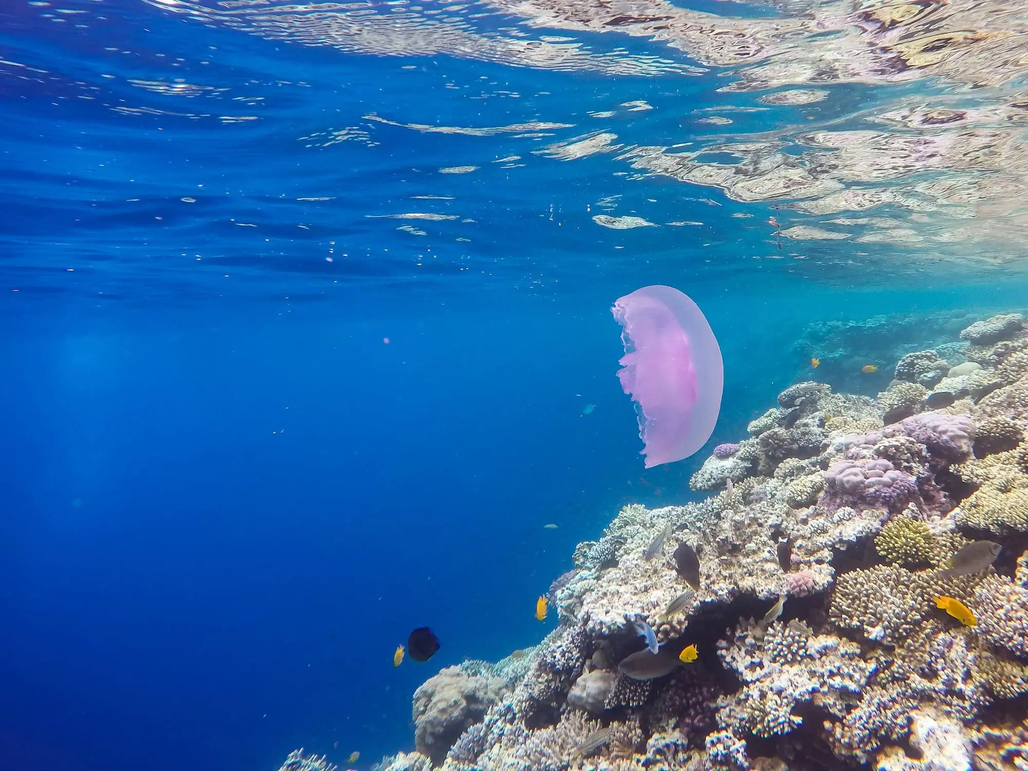 Underwater view of coral reef with jellyfish and tropical fish in clear blue water