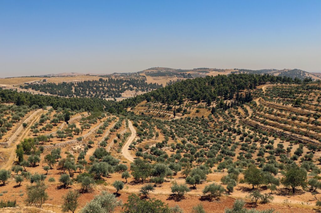 Olive trees on farms between mountains and forests The most famous types of trees for Arabs