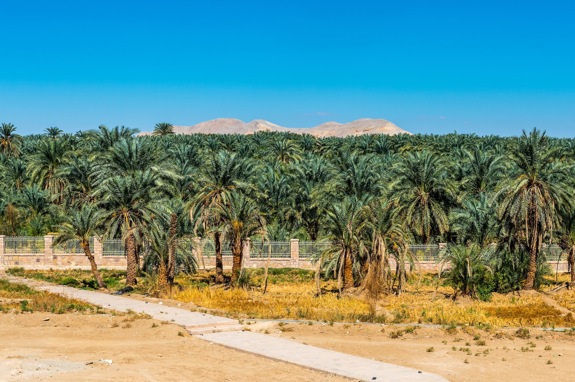 Desert oasis with date palm trees in arid landscape