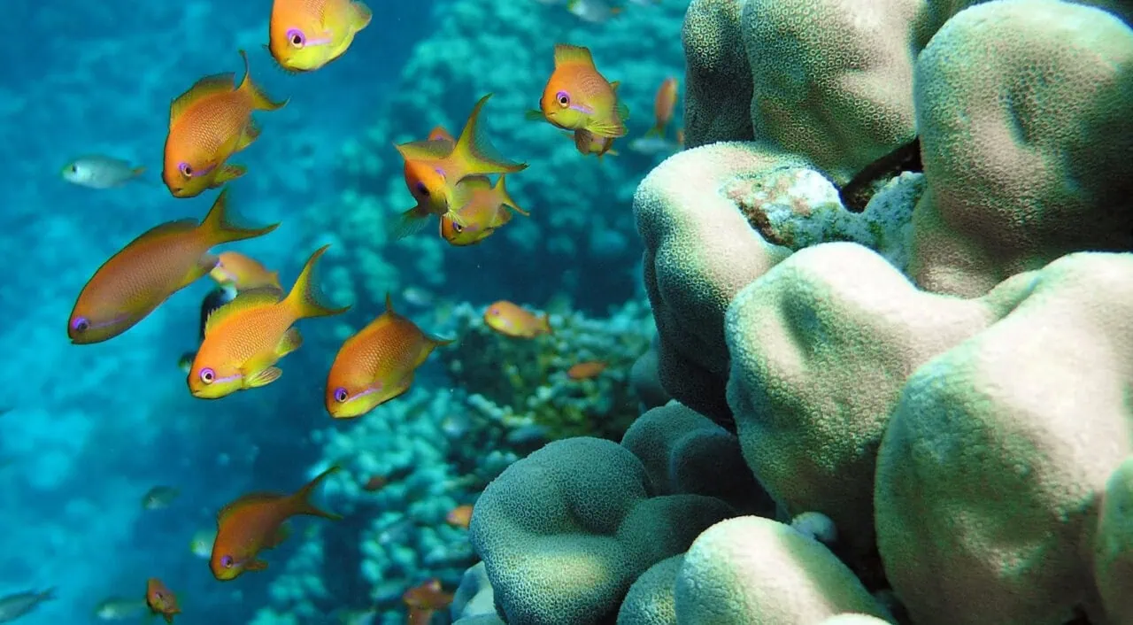 Photo Of A Coral Colony In Red Sea