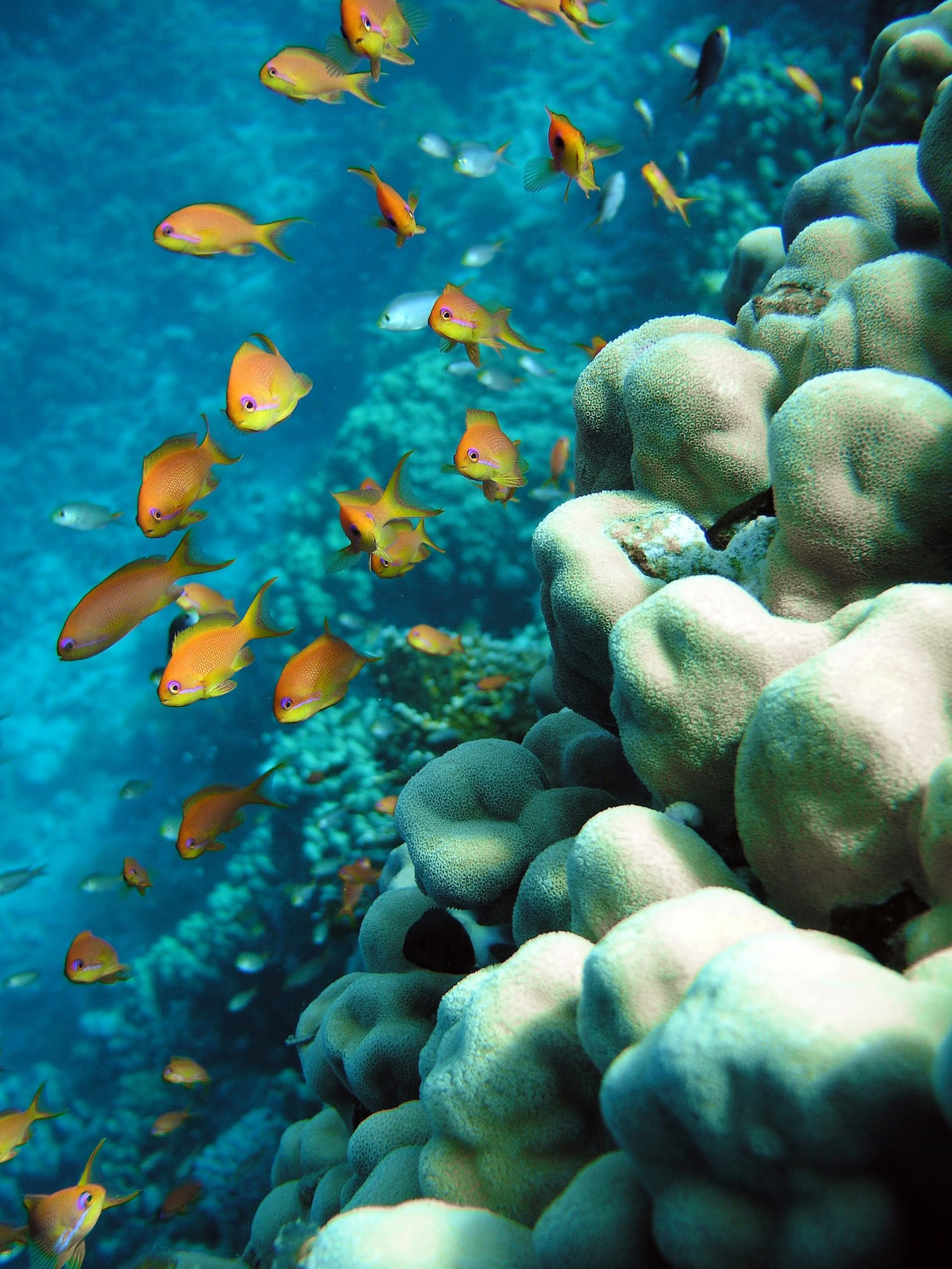 Photo Of A Coral Colony In Red Sea