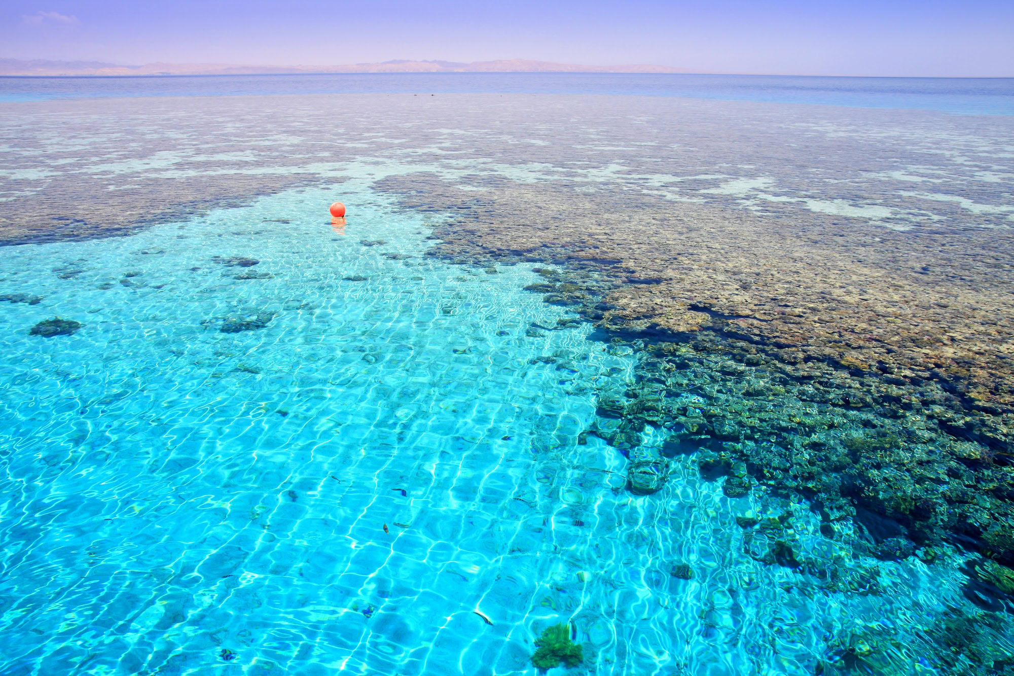 Vibrant coral reef with diverse formations in clear Red Sea waters, Hurghada