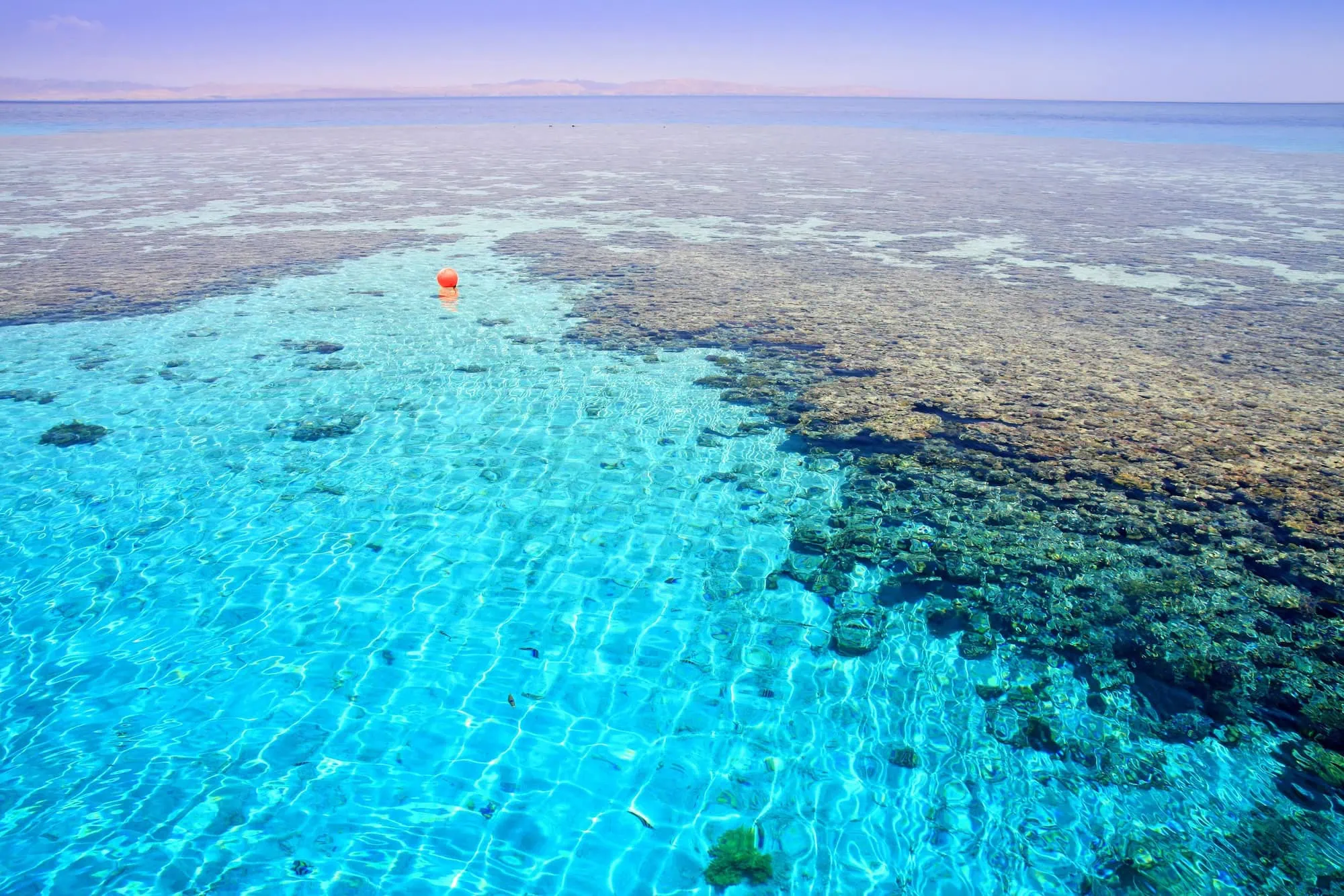 Aerial view of snorkeler exploring vibrant coral reef in crystal clear Red Sea waters
