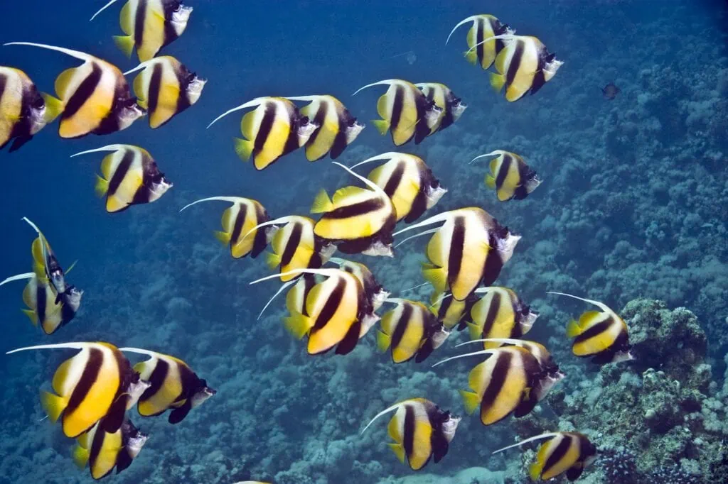 Red Sea bannerfish (Heniochus intermedius) over a coral reef, the kind of marine life found off Hurghada, Marsa Alam, and Sharm El Sheikh, the three coastal bases usually added to an Egypt tour after the Nile cruise.