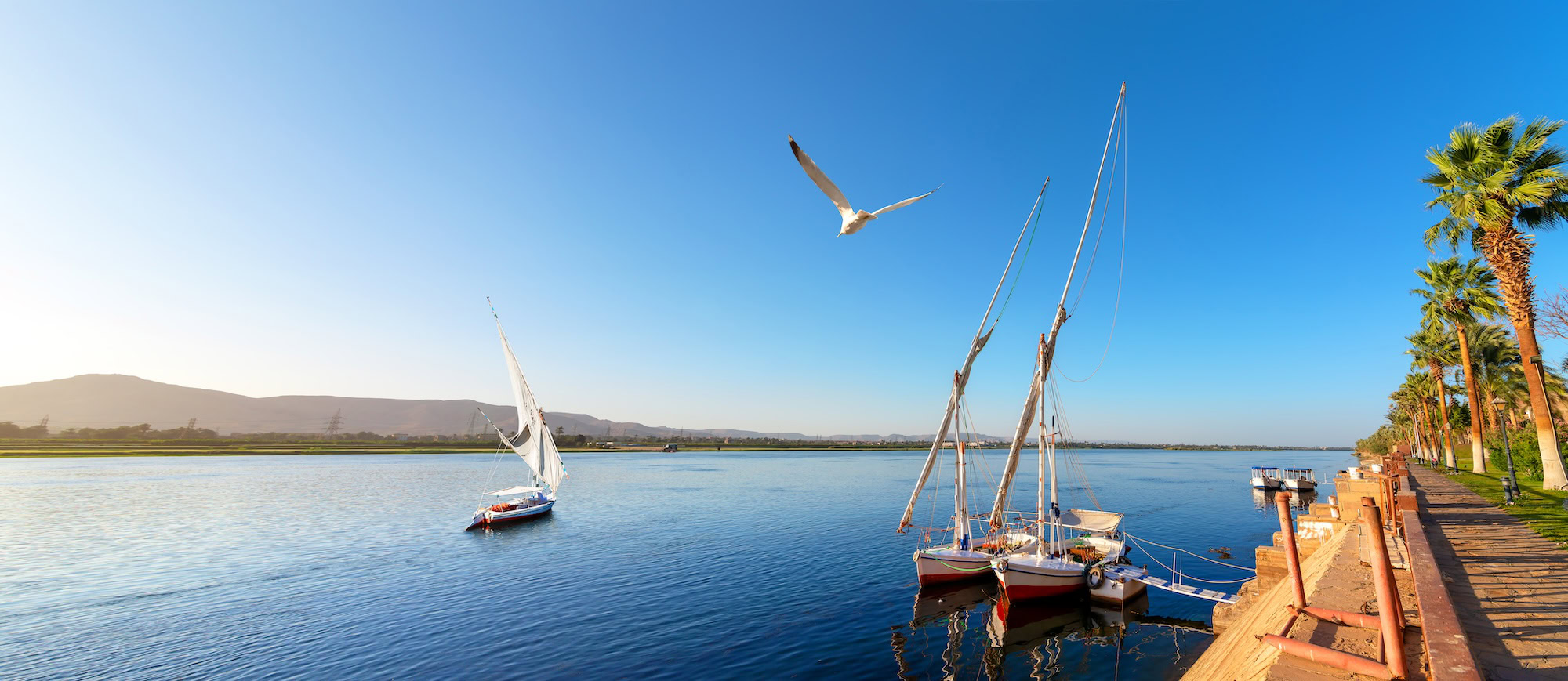 Traditional felucca sailboats on the Nile River with palm trees and mountains in background