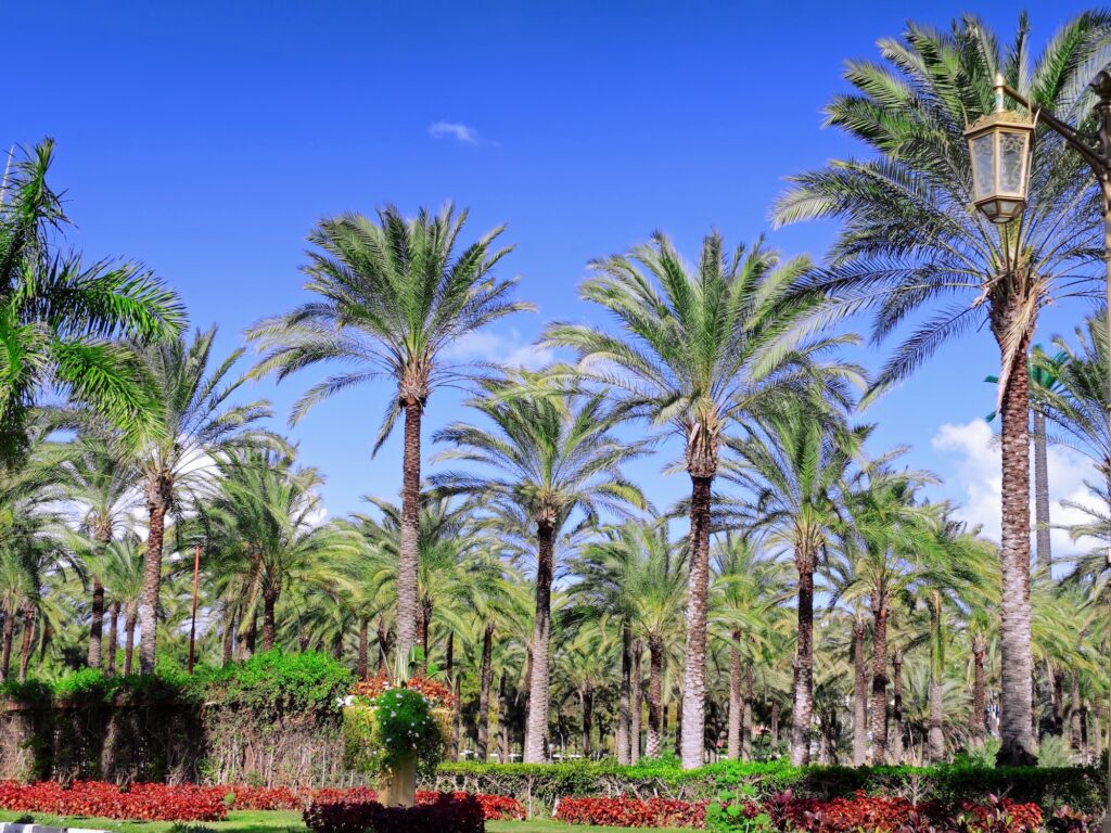 Palm forest pathways and dense rows of palm trees in Montazah Royal Park, Alexandria
