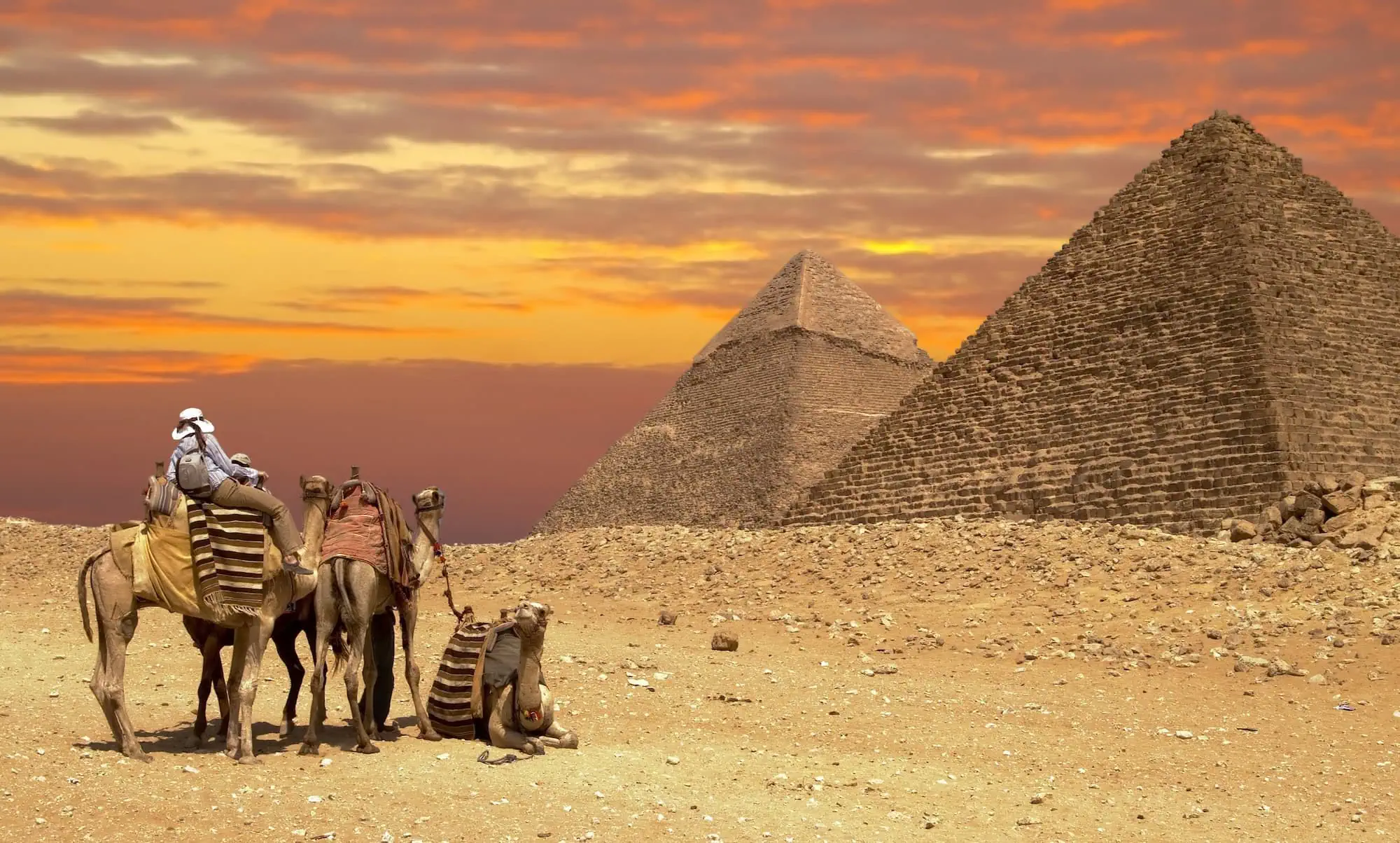 Group of tourists with camels at the Pyramids of Giza
