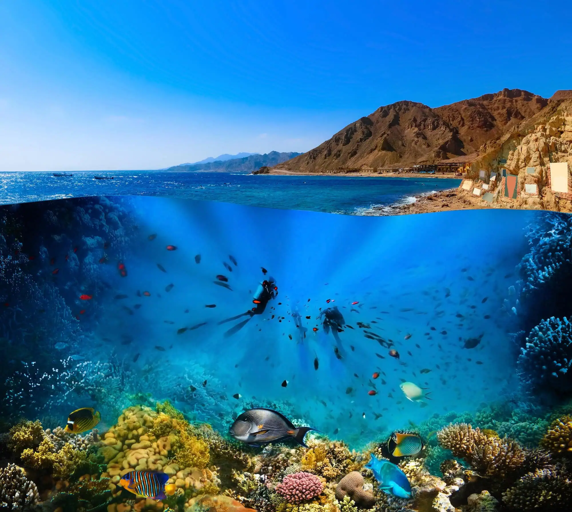 Diver exploring vibrant coral reef in Red Sea with tropical fish and desert coastline visible