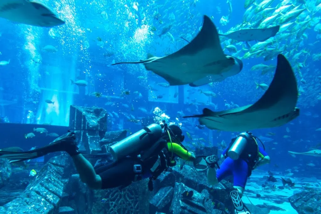 Scuba divers swimming among rays and fish inside the Lost Chambers Aquarium Dubai