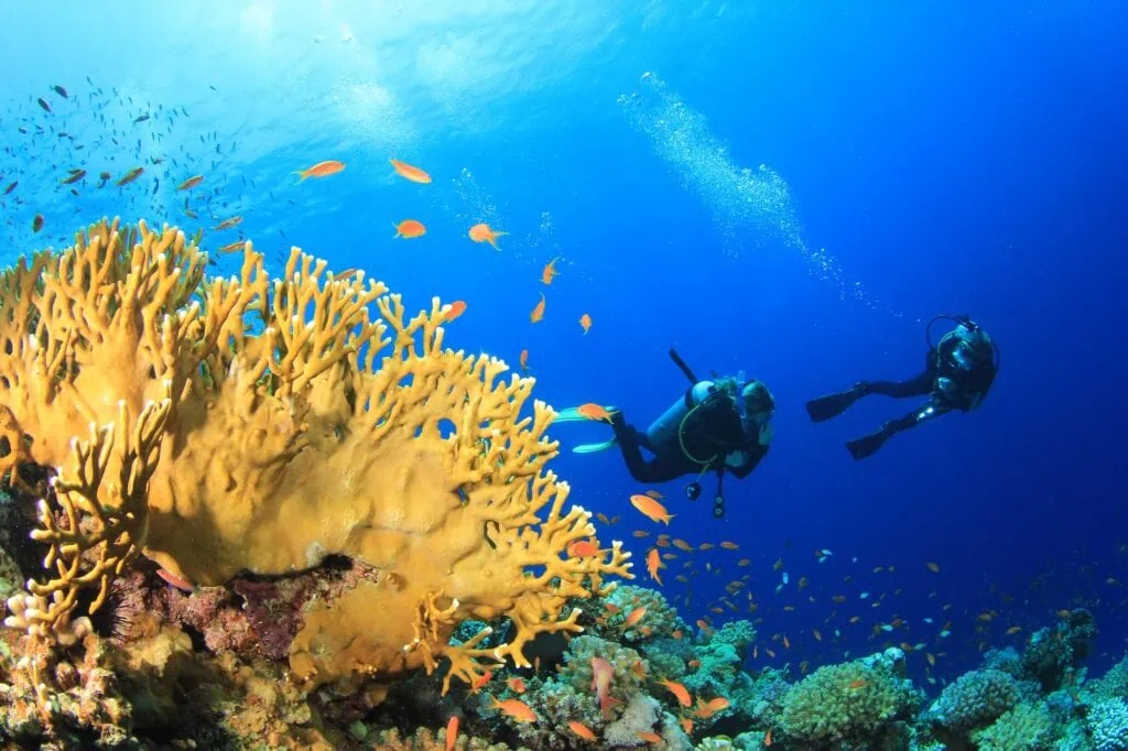 Scuba diver swimming above coral reef formations in clear Red Sea waters, Sharm el Sheikh