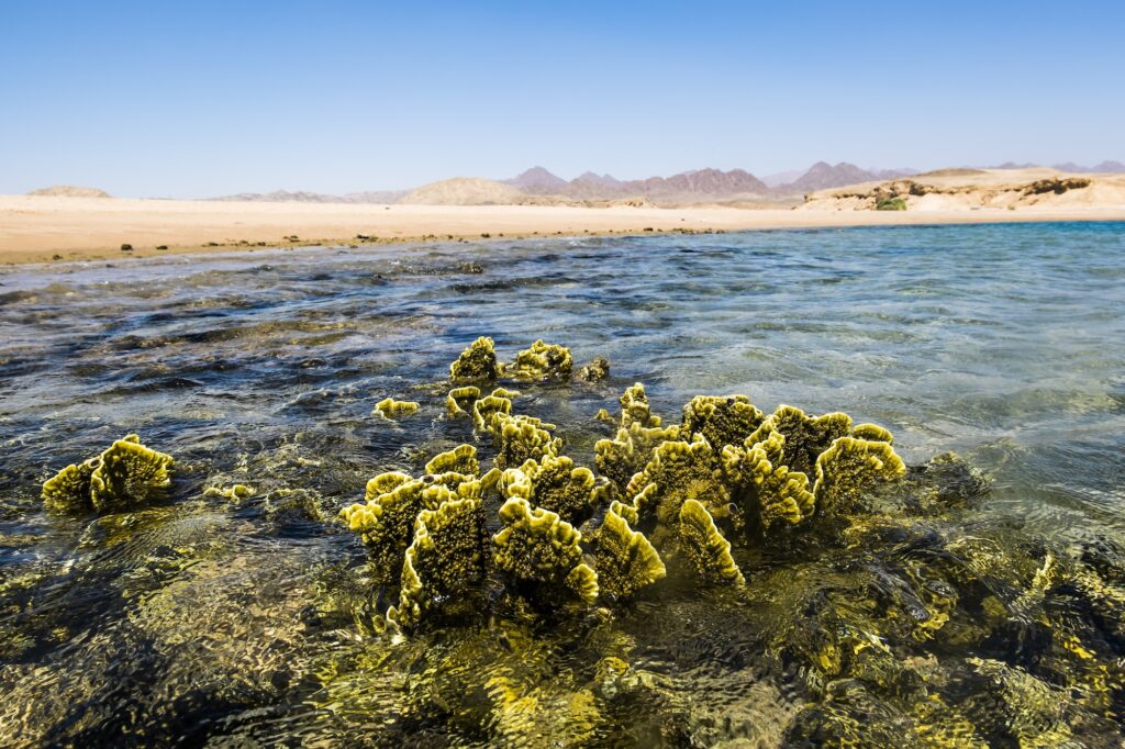 Sea landscape, Ras Mohammed National Park