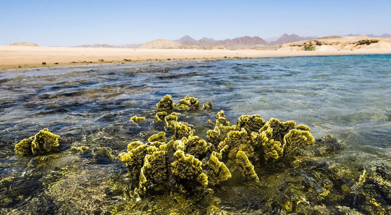 Sea Landscape of the National Park of Ras Mohammed in Sharm el Sheikh Egypt