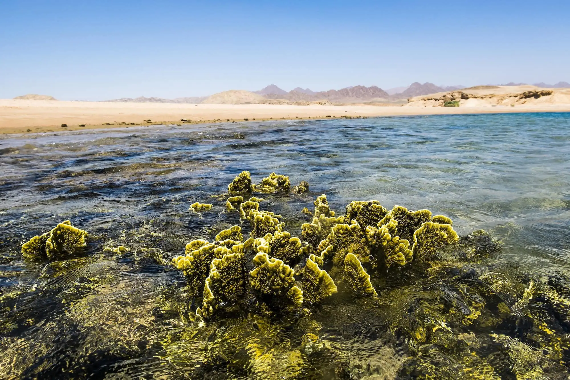 Pristine coral reef with clear turquoise water and desert mountains in background