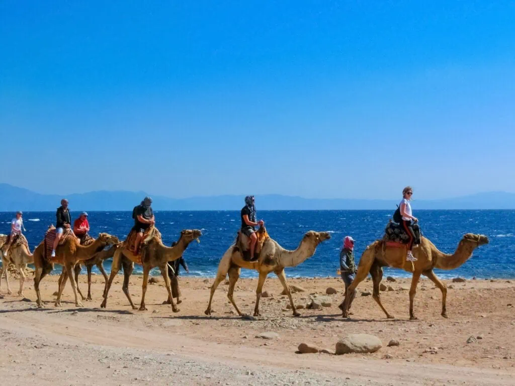Camel walking with rider along the sandy beach in Sharm El Sheikh