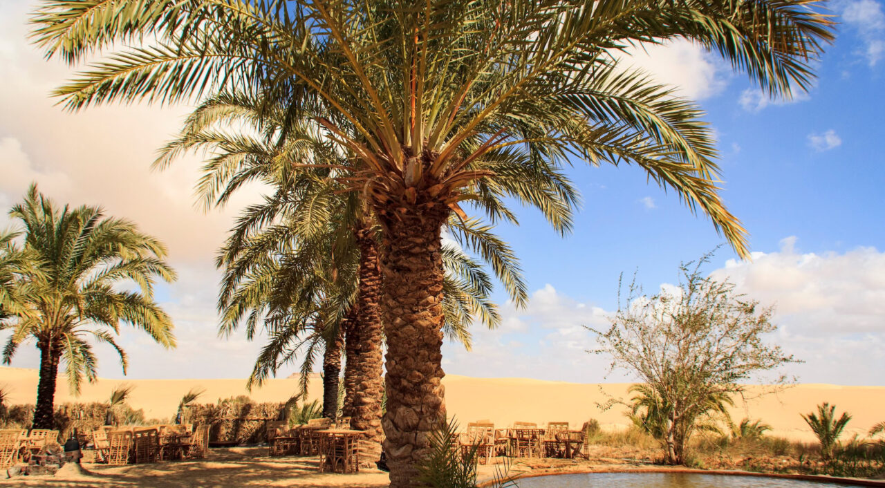 Landscape with a hot spring, Siwa Oasis